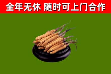 丹巴回收散虫草